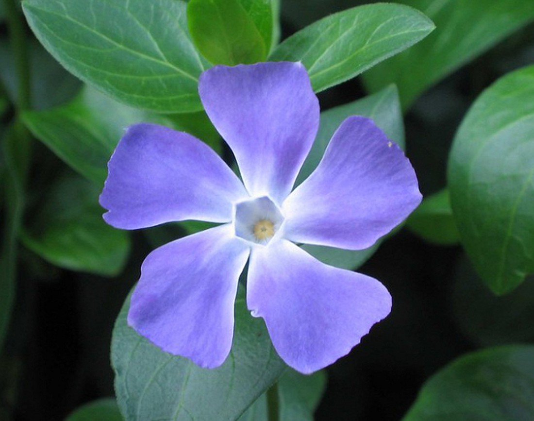 Floarea Periwinkle