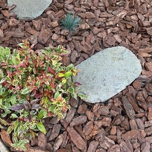 Pas Japonez Natur si Daltuit Ardezie Kavala - Standard